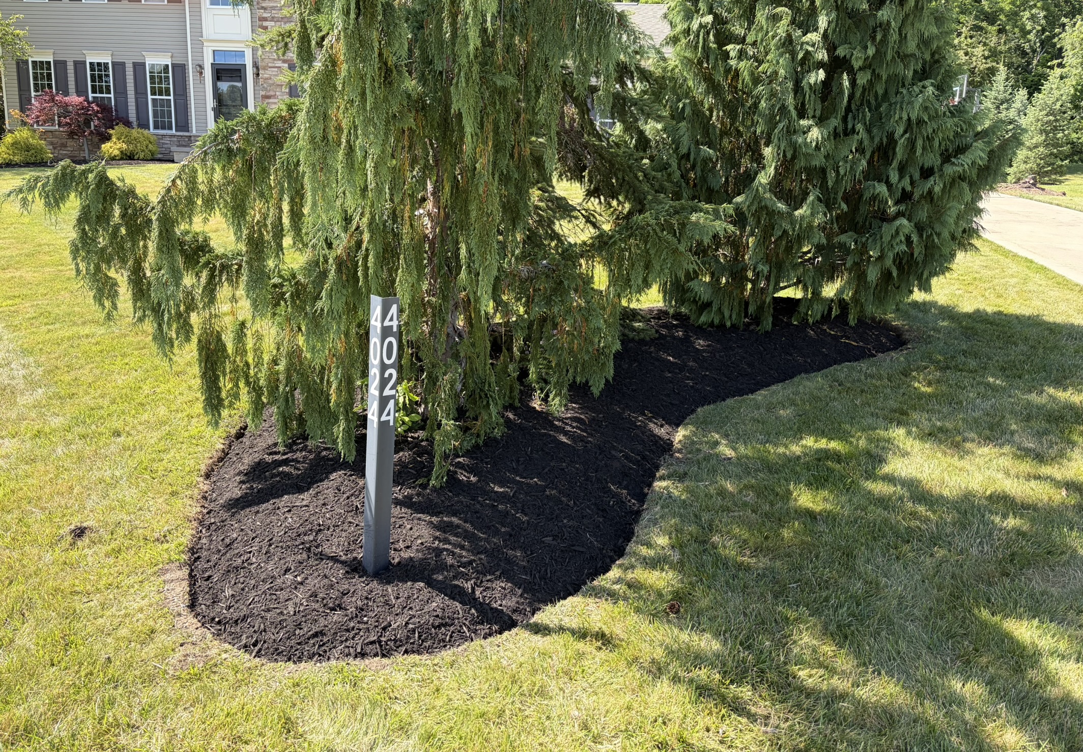 Weeping evergreen in a fresh mulch bed beside a mailbox