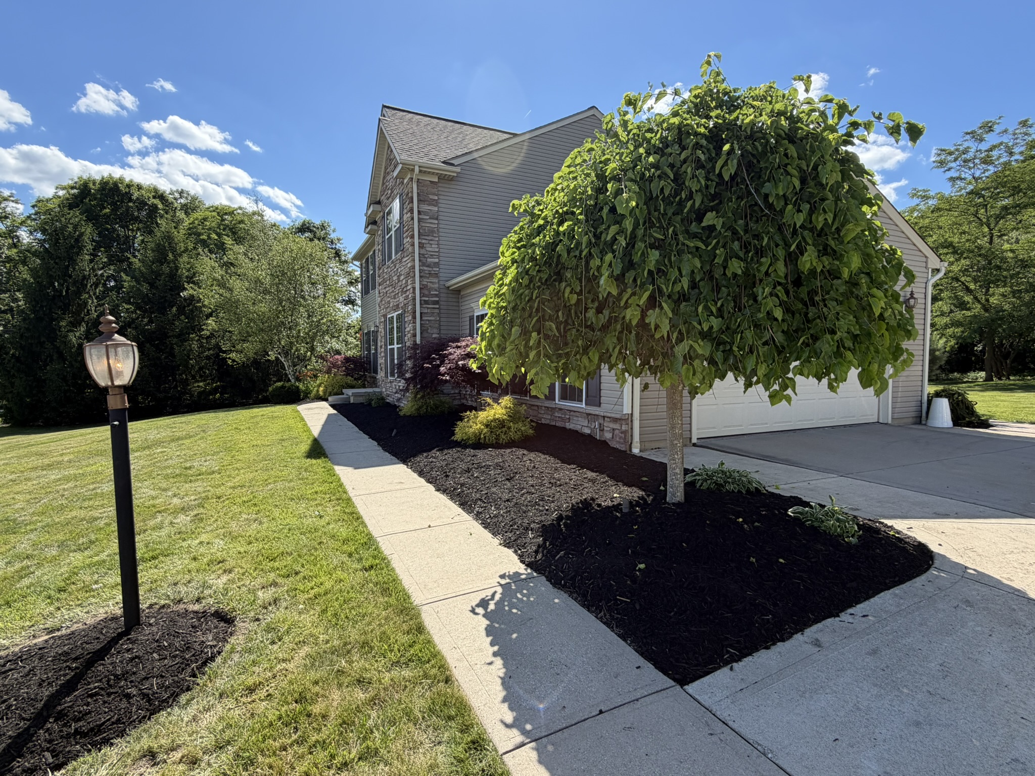 Ornamental tree and crisp mulch bed framing a driveway