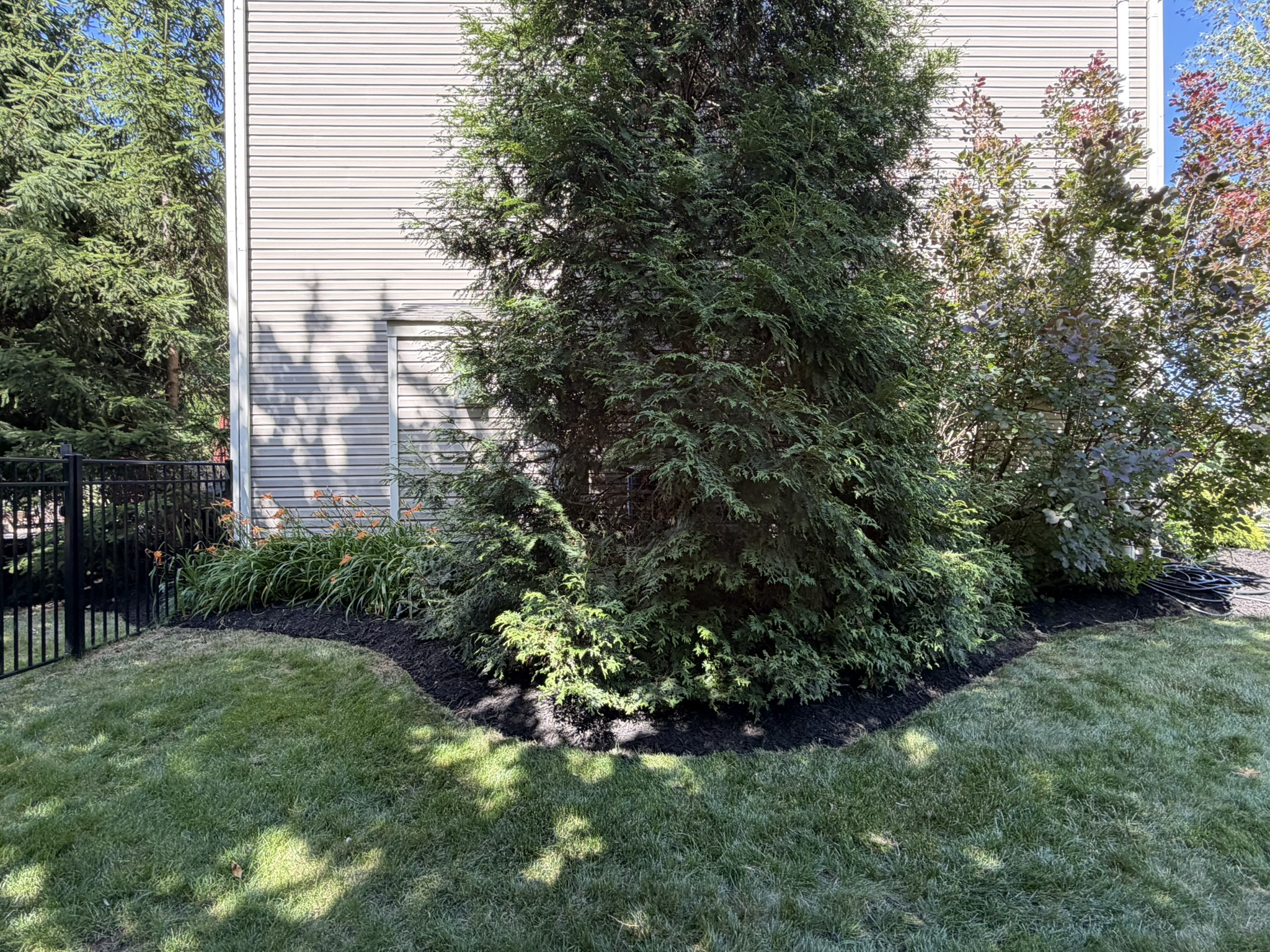 Evergreen and shrubs in a fresh mulch bed beside a home