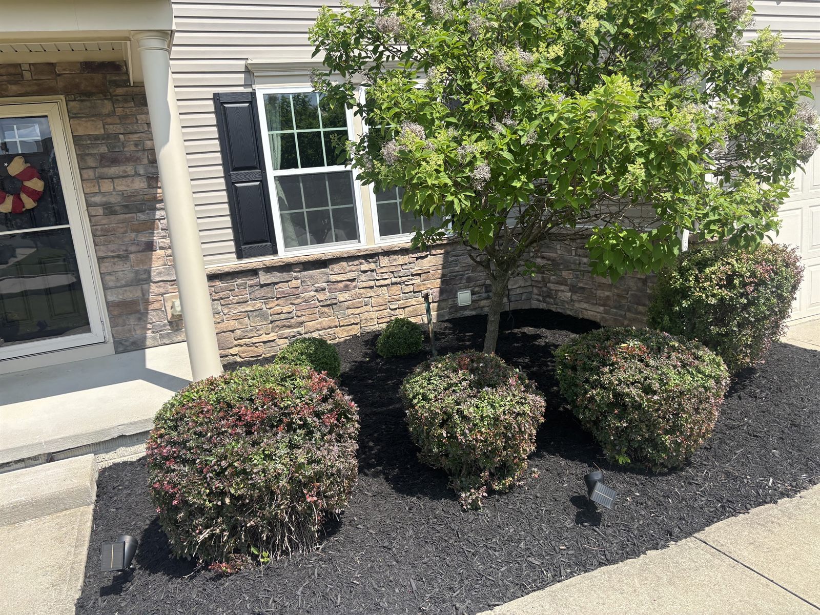 Trimmed shrubs in a fresh mulch bed