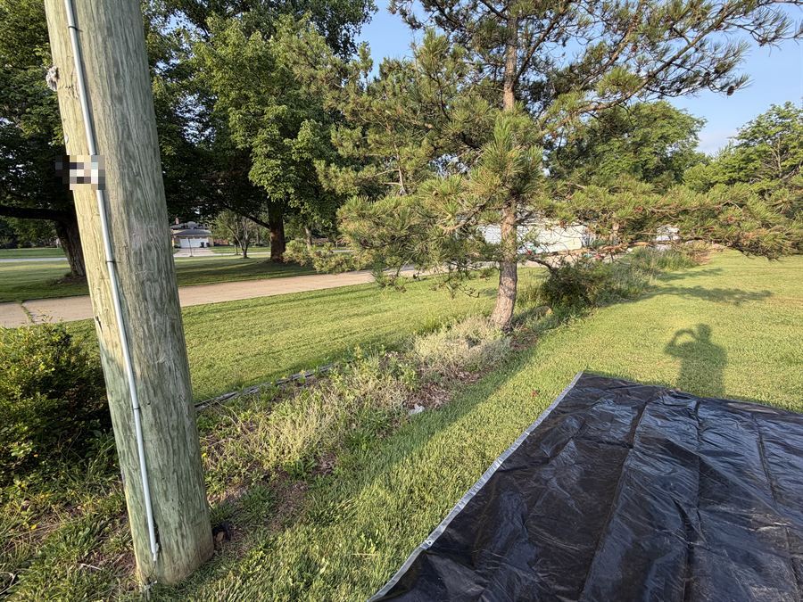 Before: weeds and long grass in a strip along the road by a pine tree