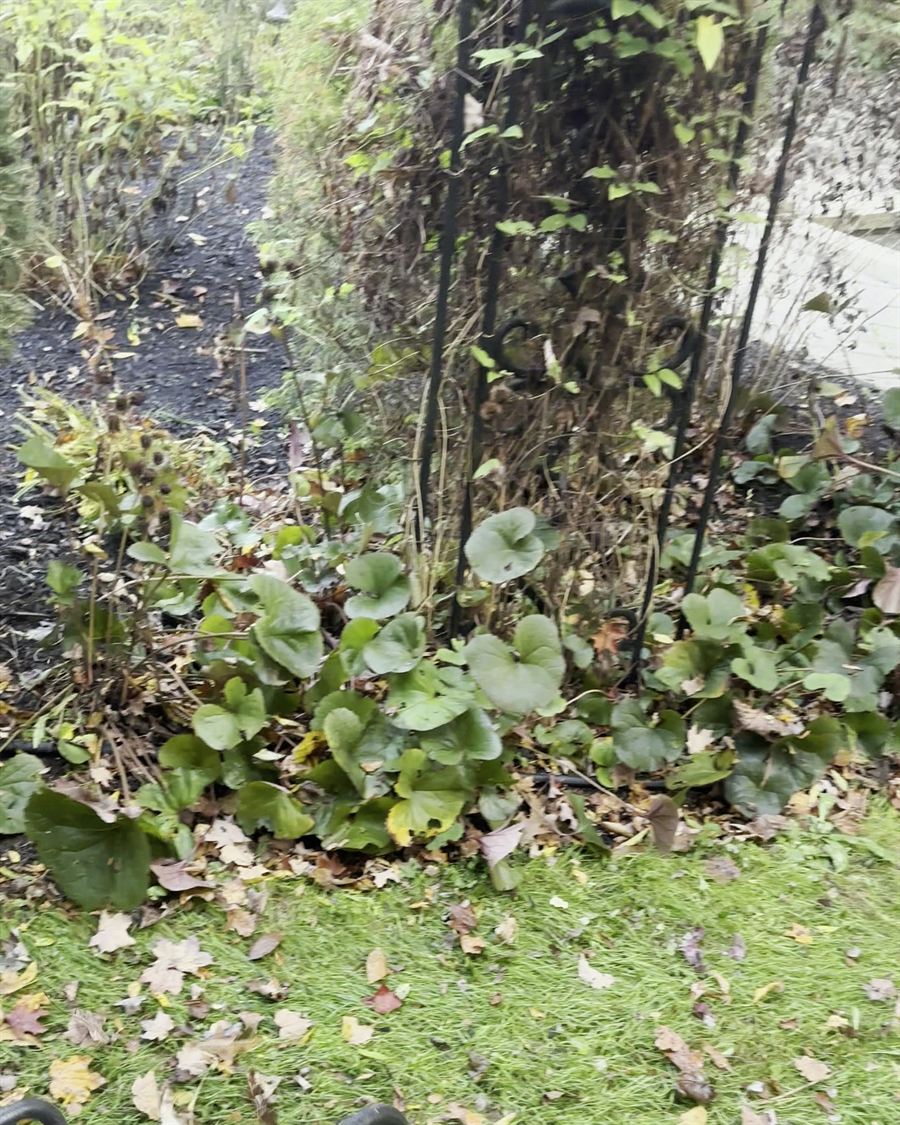Leaves down in the beds and ground cover before a fall cleanup