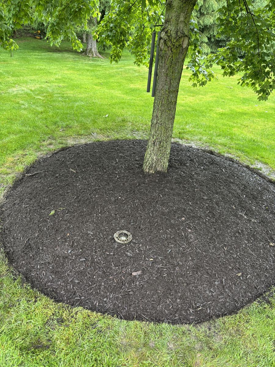 Clean ring of fresh mulch around a lawn tree