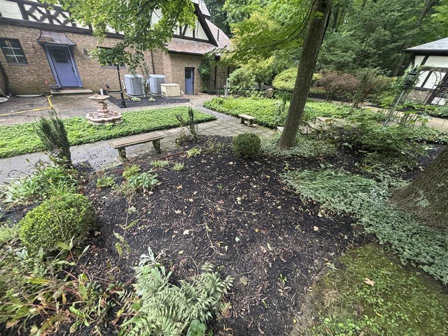 Before: a bed full of leaves and growth beside a stone walk