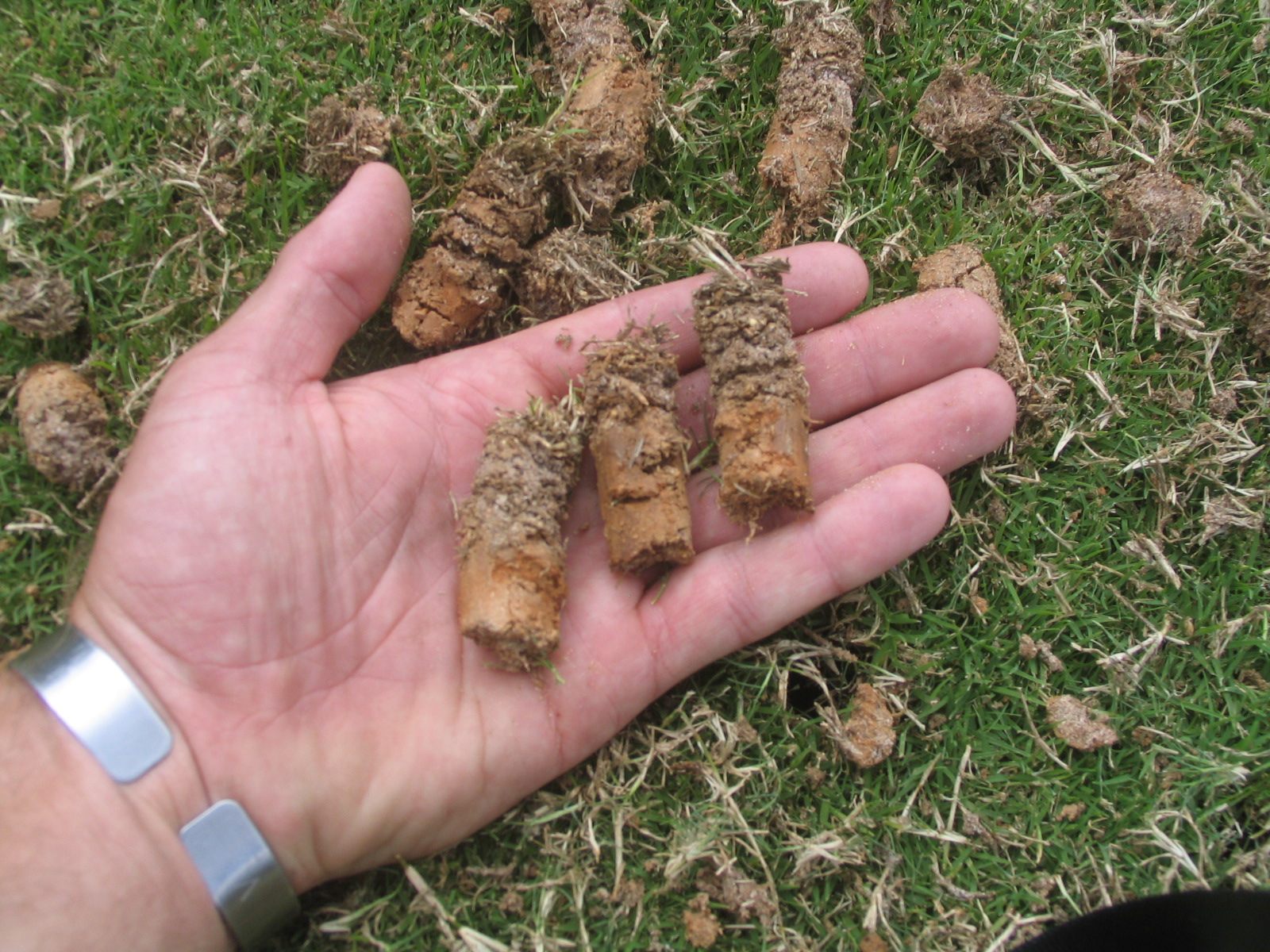 Plugs of dirt pulled out by an aerator, lying on the grass and in a hand