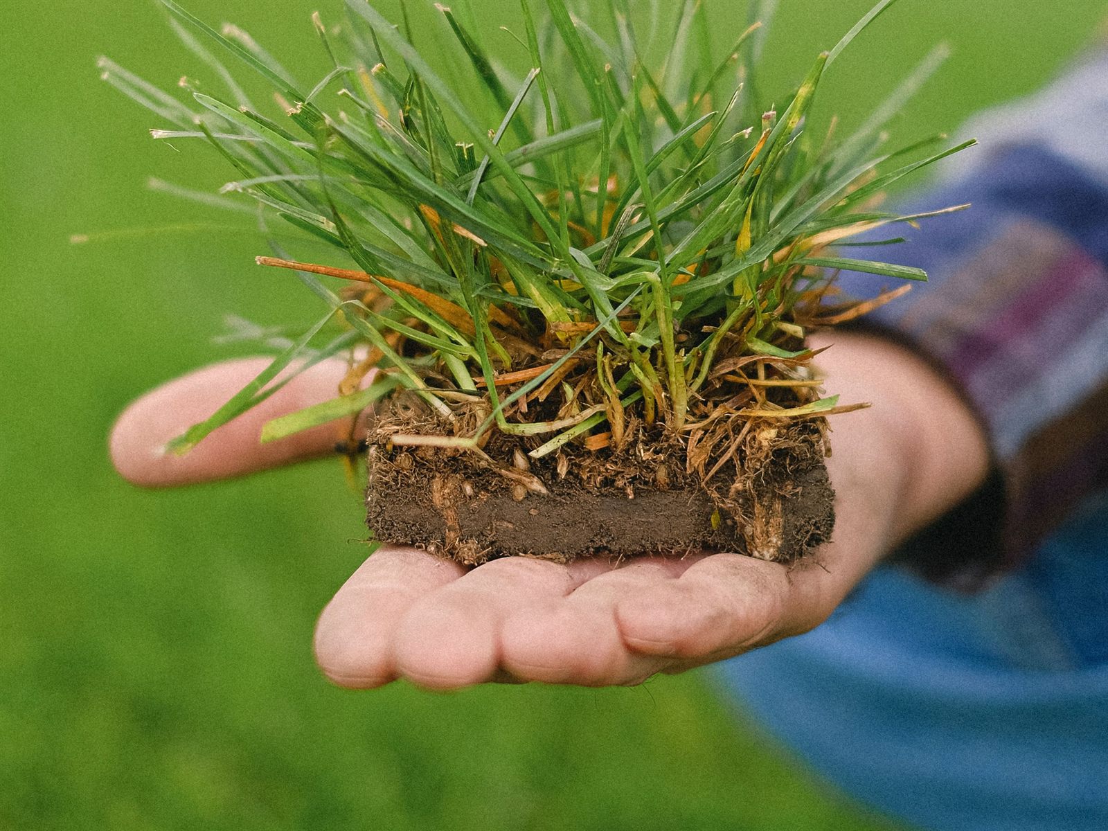 A hand holding a chunk of lawn with the dirt and roots showing