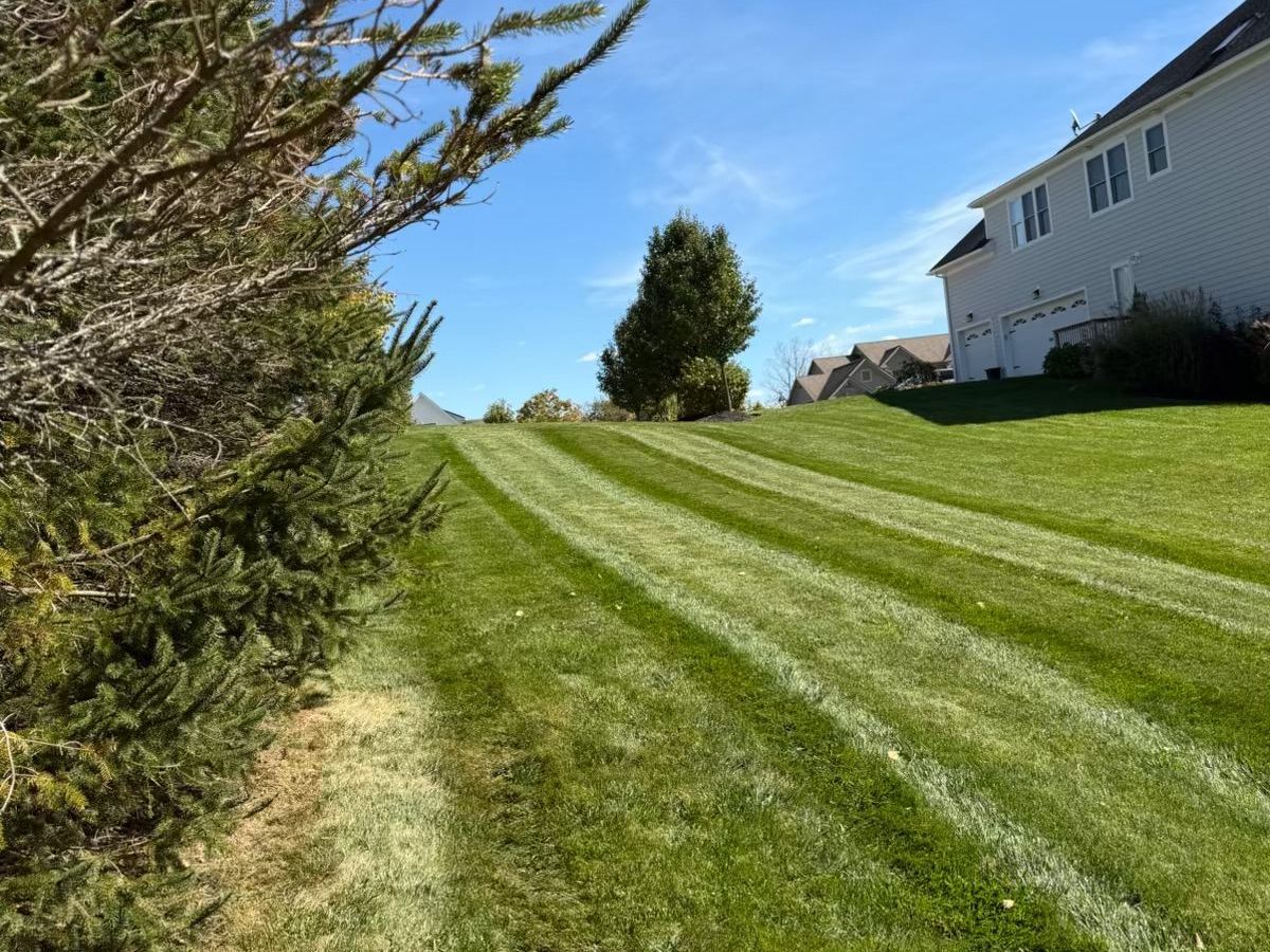 Side yard mowed in clean stripes along a row of spruce trees